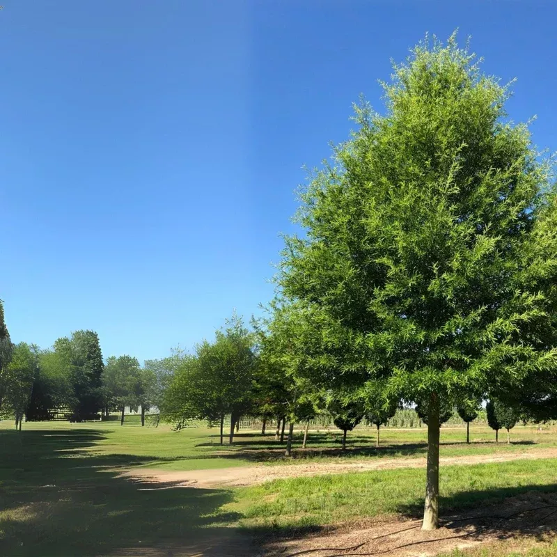 willow-oak-tree-seedlings-12-18-inch-quercus-phellos-fast-growing-shade-tree-lan Willow Oak Tree Seedlings - 12-18 Inch - Quercus phellos - Fast Growing Shade Tree for Landscapes and Gardens