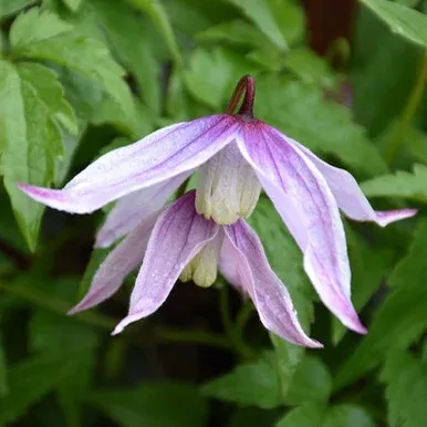 willy-clematis Willy Clematis