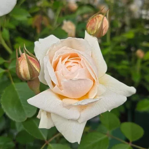 windermere-english-shrub-rose Windermere™ English Shrub Rose