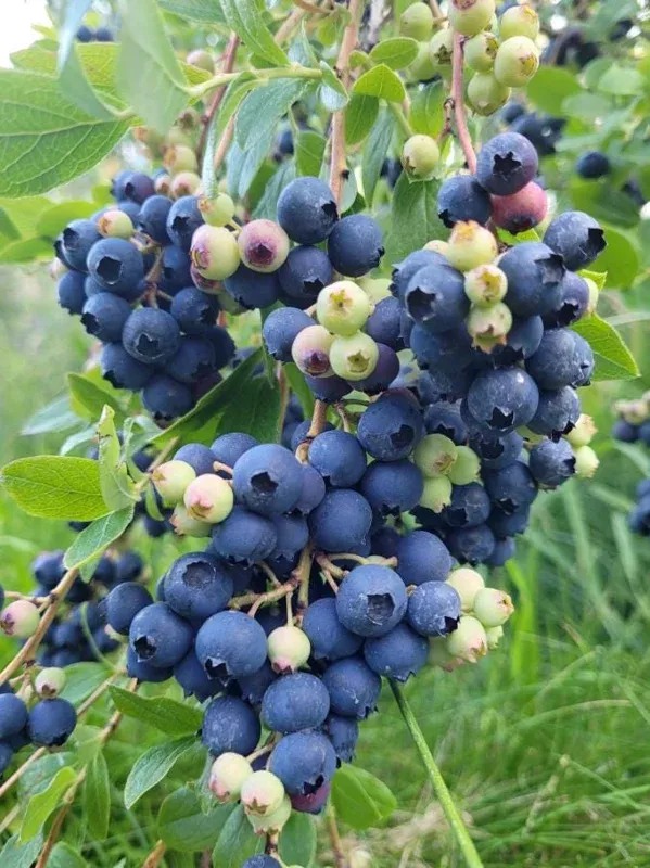 Windsor Southern Highbush Blueberry Live Plants – Set of 2, 4-6″ Tall, Outdoor