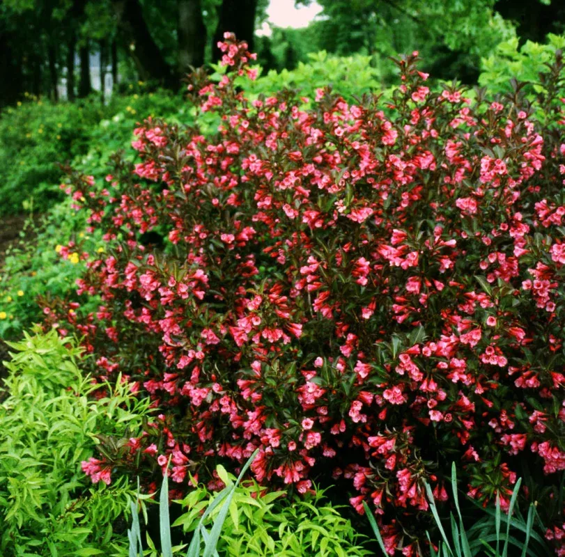 Wine & Roses Weigela (WEIGELA WINE & ROSES) – 3 gallon 15″