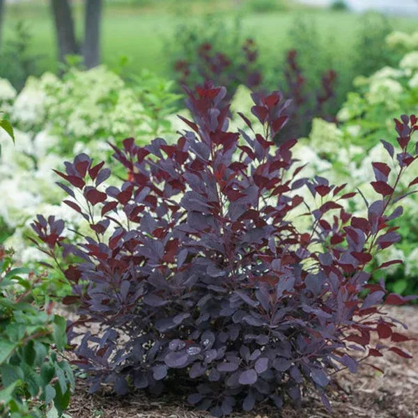 Winecraft Black Smokebush Pw # 2 PW Cont