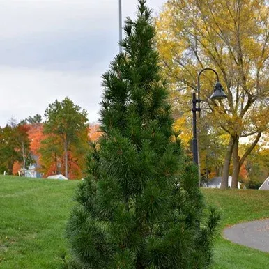 Winter Green Japanese Umbrella Pine