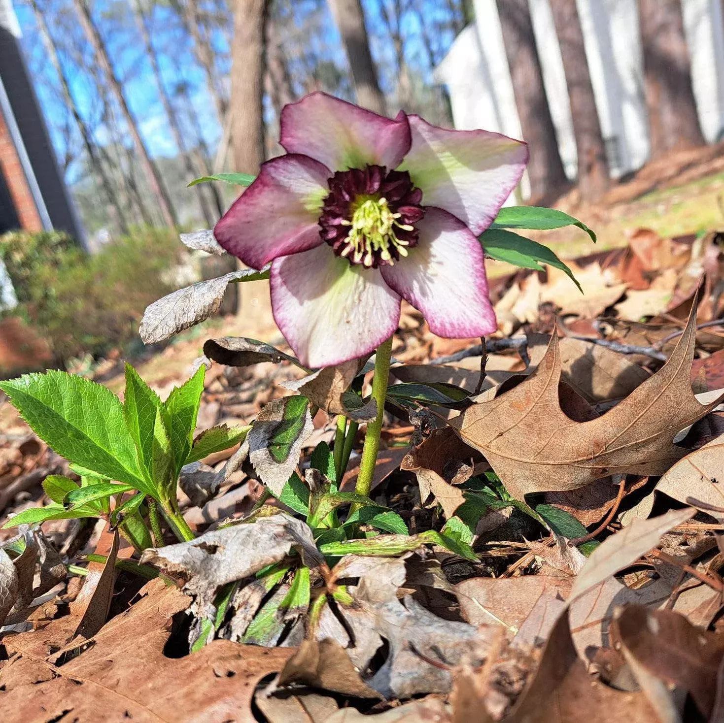Winter Jewels Cherry Blossom Lenten Rose