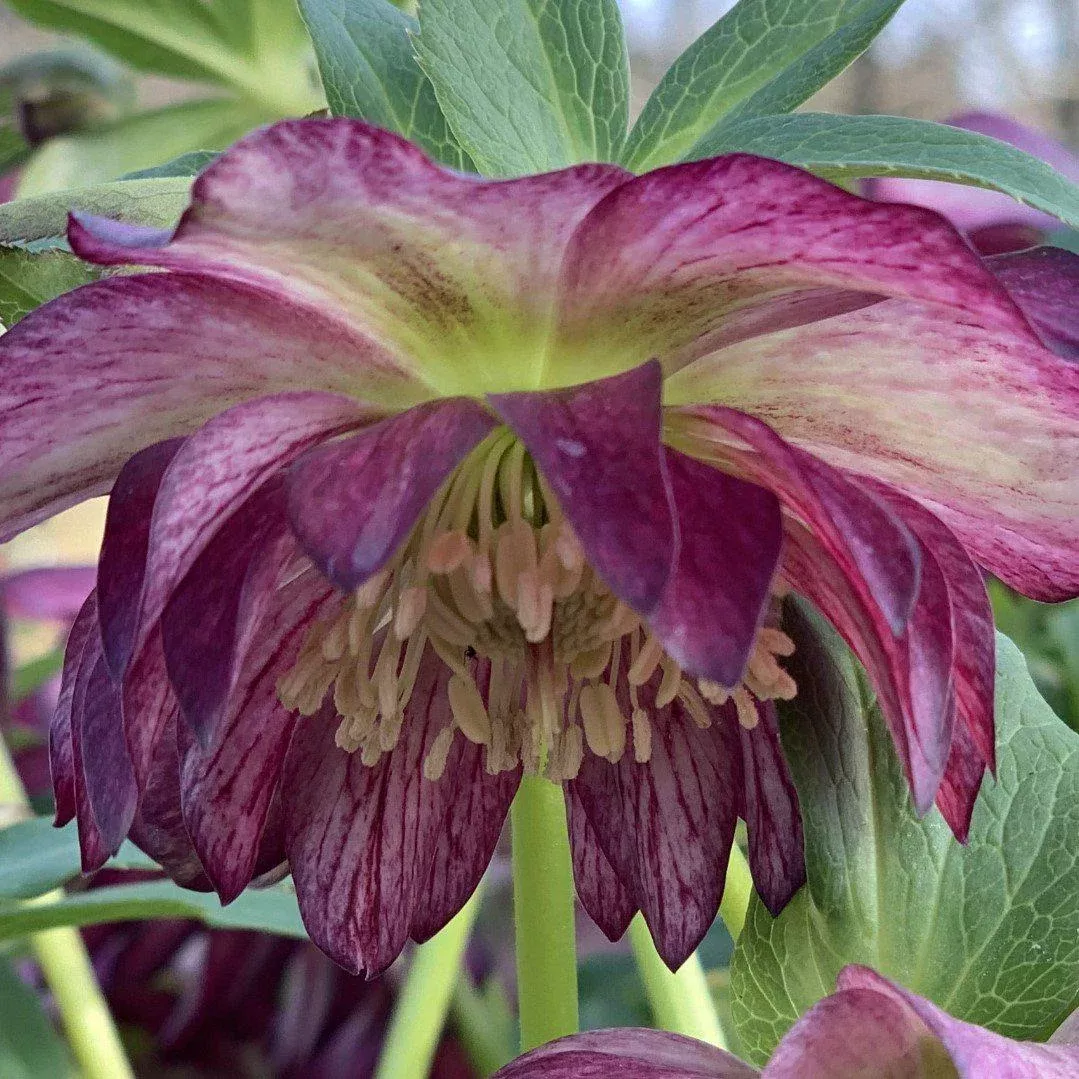 Winter Jewels Harlequin Gem Lenten Rose