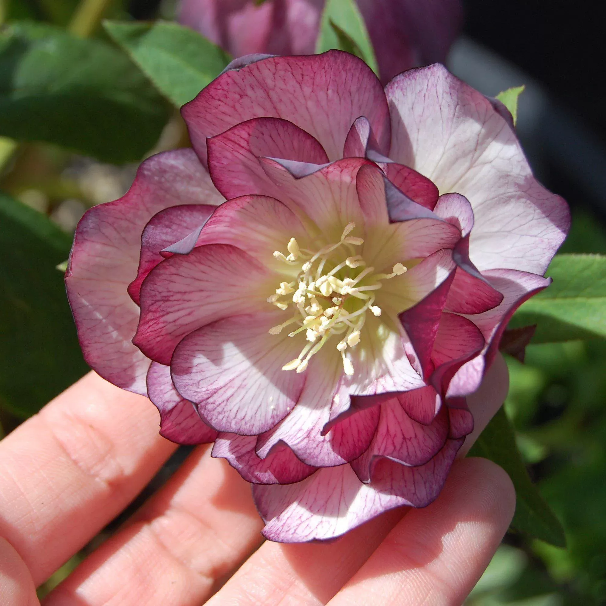Winter Jewels Peppermint Ice Lenten Rose