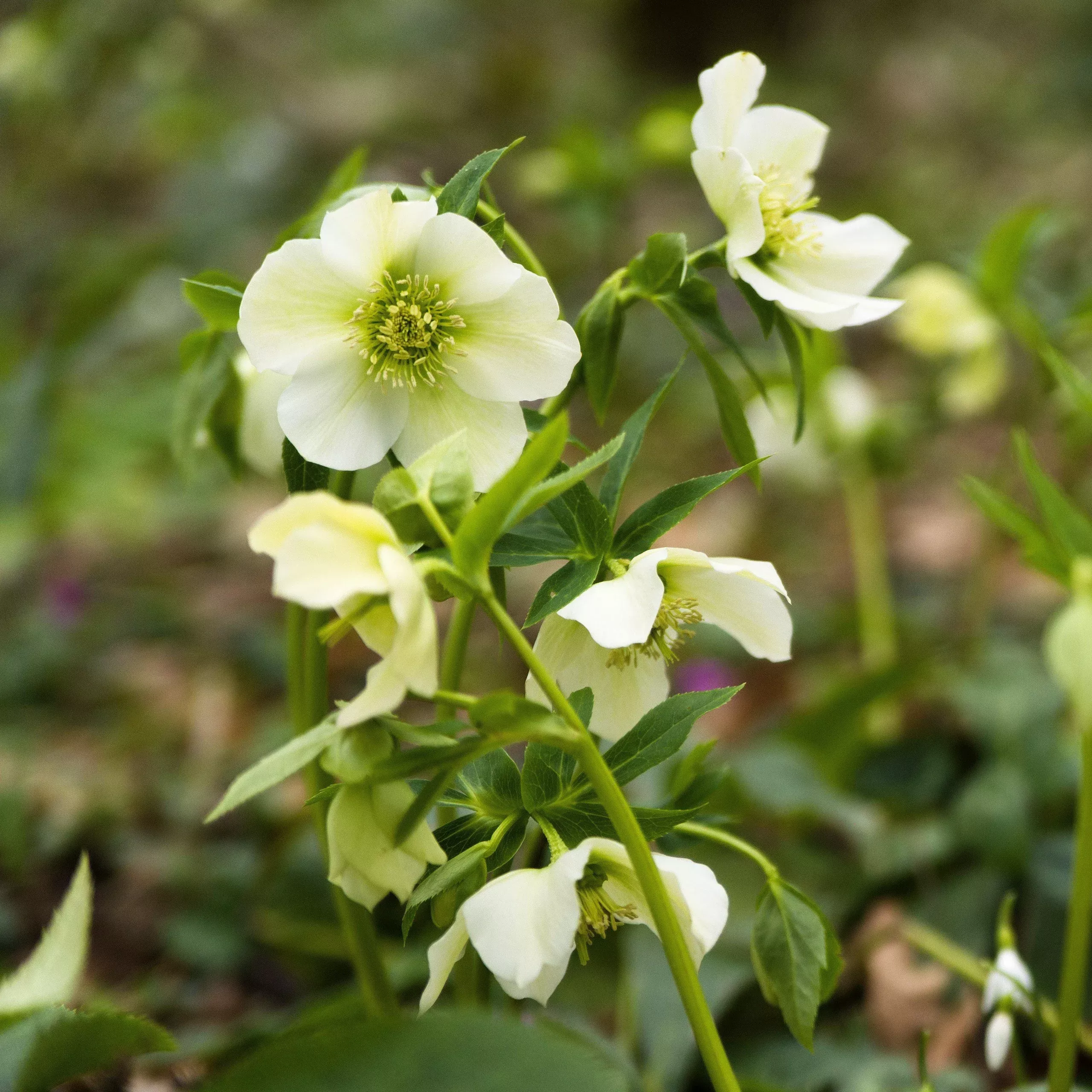 Winter Jewels White Pearl Lenten Rose