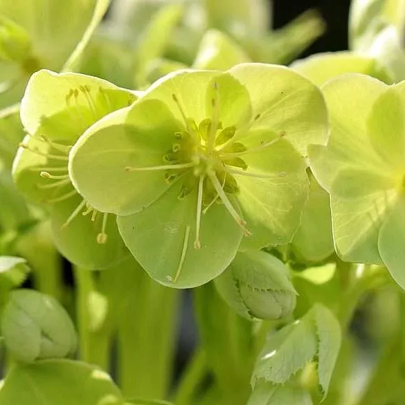 Winter Magic™ Snow Love Lenten Rose