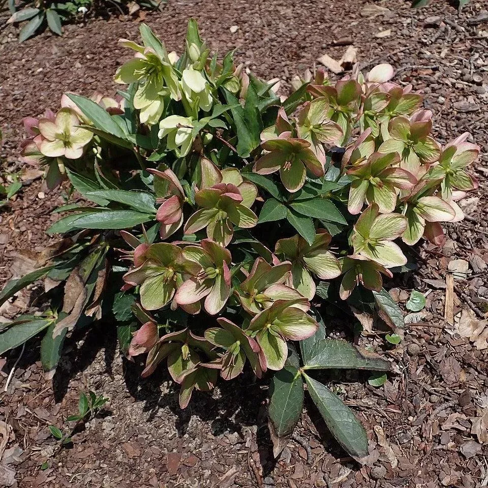 Winter Passion Lenten Rose