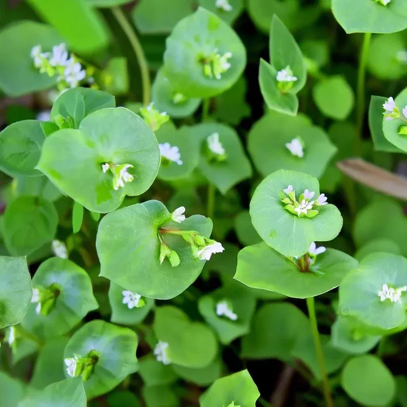Winter Purslane Seeds (Miner’s Lettuce) – 100 Heirloom Cold-Hardy Greens