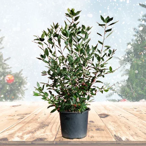 Winter Red Winterberry-Holiday