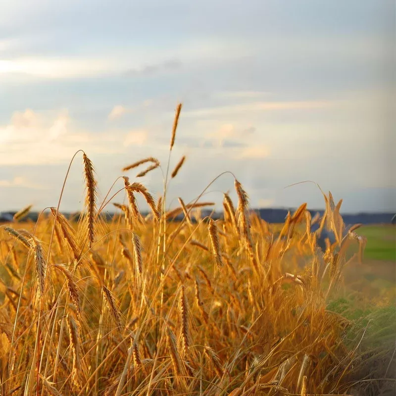 Winter Rye Seeds - 500 Pack - High Germination Rate - Secale cereale
