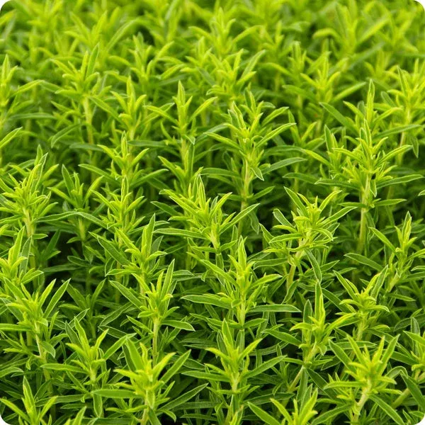 Winter Savory Seeds (Satureja montana)