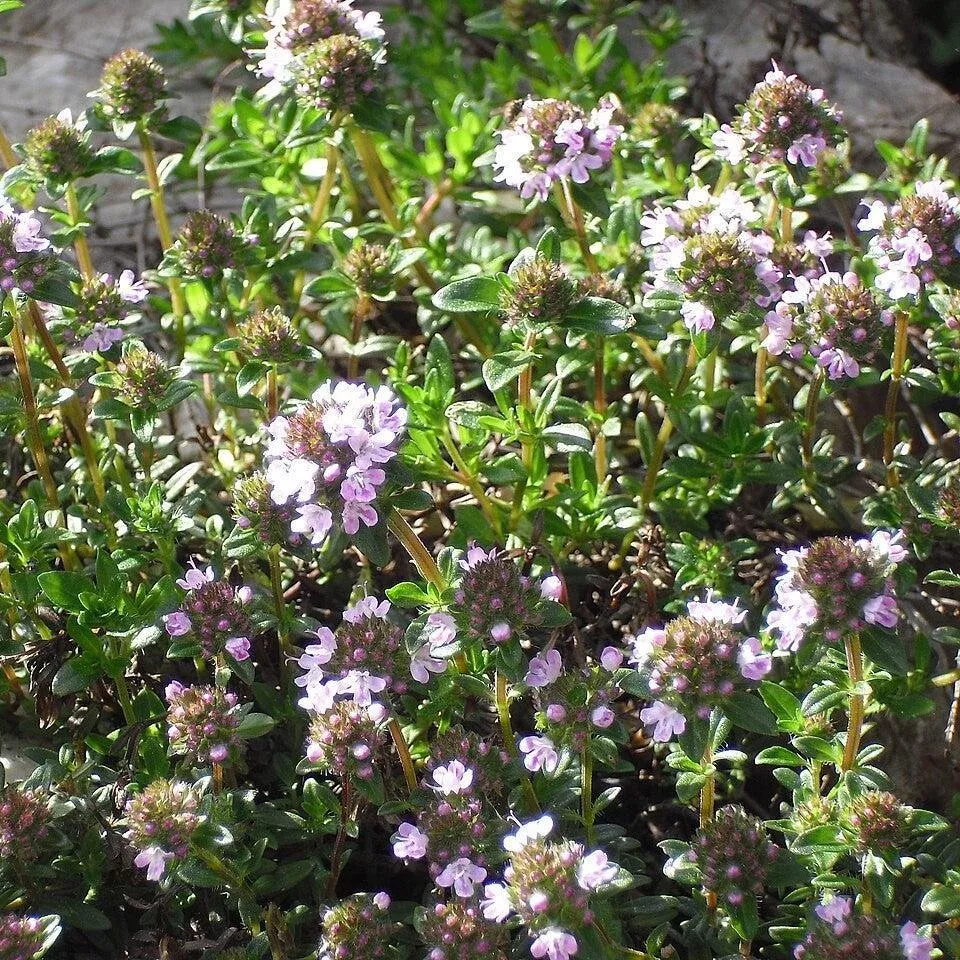 Winter Savory