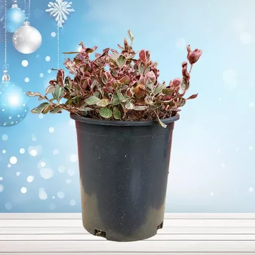 Winter Splash™ Variegated Wintergreen - Holiday