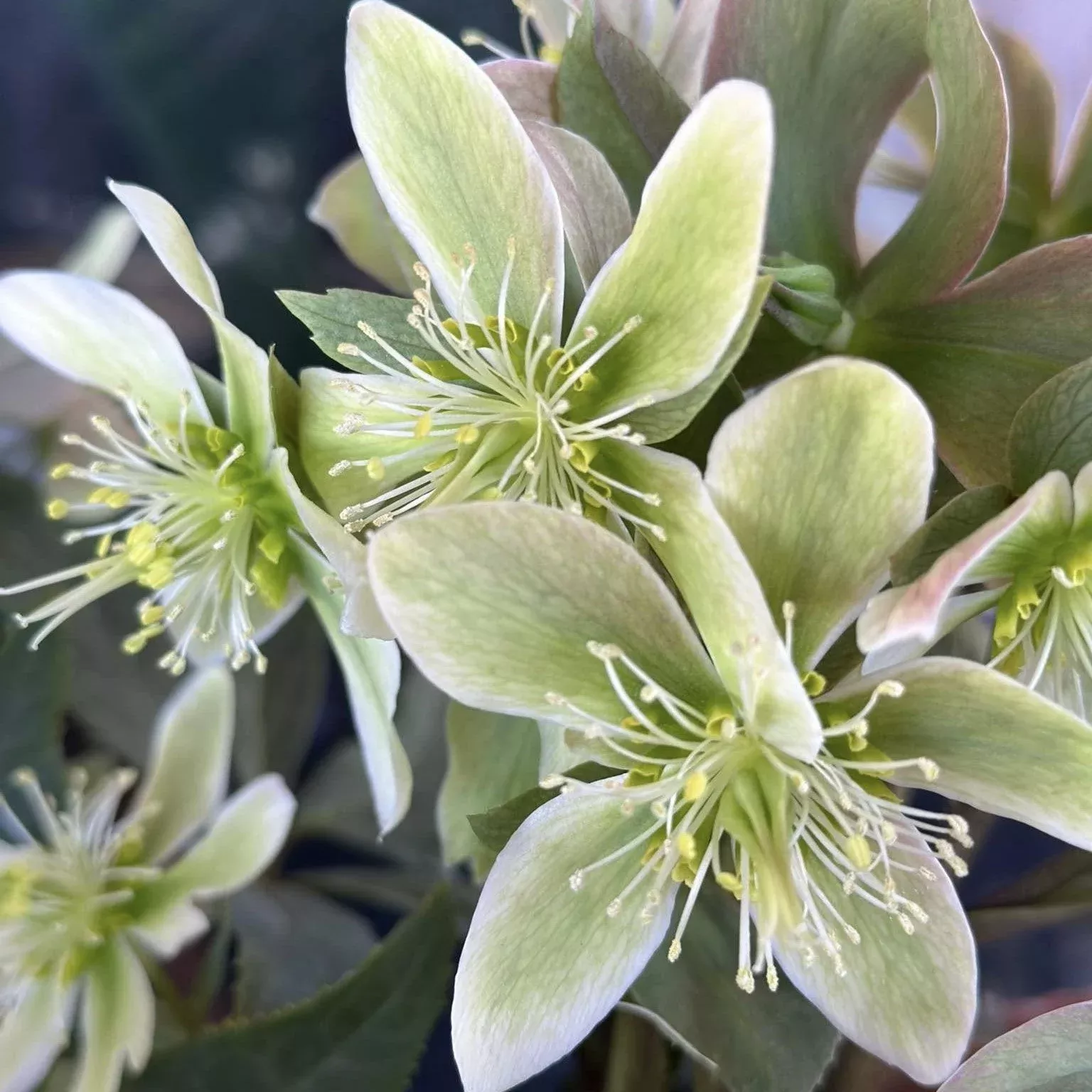 Winter Star Lenten Rose