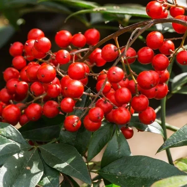 Winterberry Holly