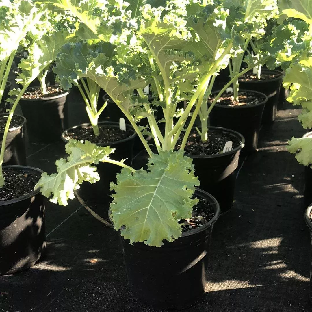 Winterbor Kale