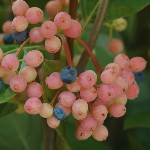 Winterthur Witherod Viburnum