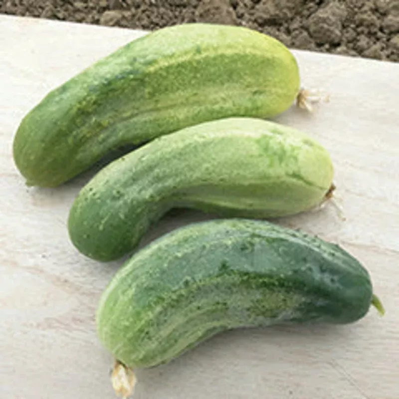 Wisconsin SMR 58 Cucumber