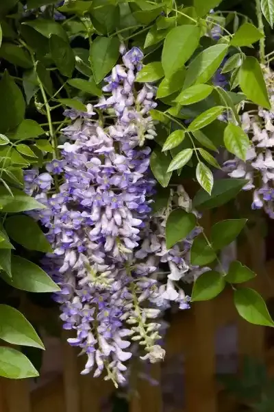 Wisteria-Summer Cascade, 2 gallon