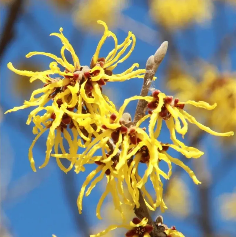 Witch Hazel Live Plant – Hamamelis Virginiana Bare Root Tree, 10-20 Inch Tall