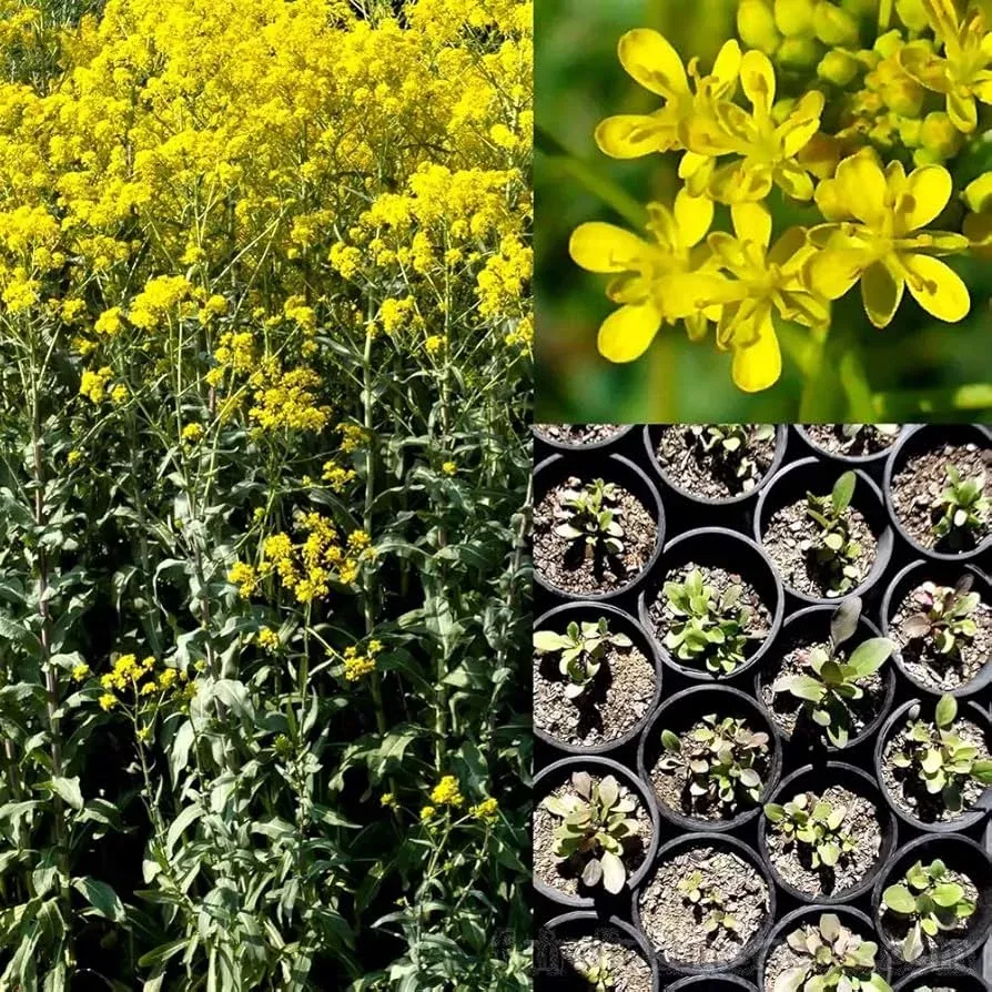 woad-isatis-tinctoria-herbal-dye-plant-seeds Woad Isatis Tinctoria Herbal Dye Plant Seeds