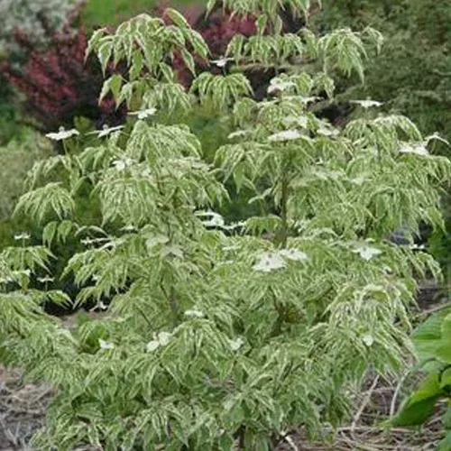 wolf-eyes-chinese-dogwood Wolf Eyes Chinese Dogwood
