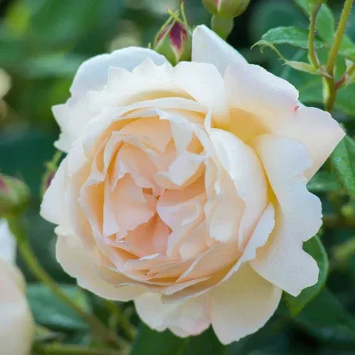 wollerton-old-hall-english-rose Wollerton Old Hall English Rose