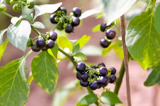 wonderberry-sunberry-seeds-solanum-burbankii-retroflexum-edible-fruit-shrub Wonderberry (Sunberry) Seeds – Solanum Burbankii Retroflexum Edible Fruit Shrub