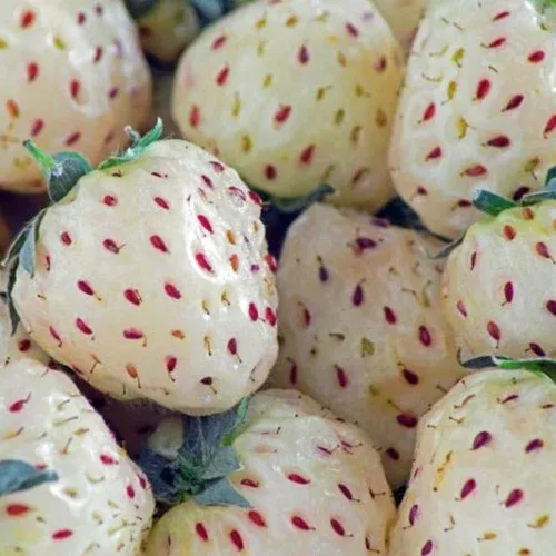 wonderful-pineberry-strawberry-plant Wonderful Pineberry™ Strawberry Plant