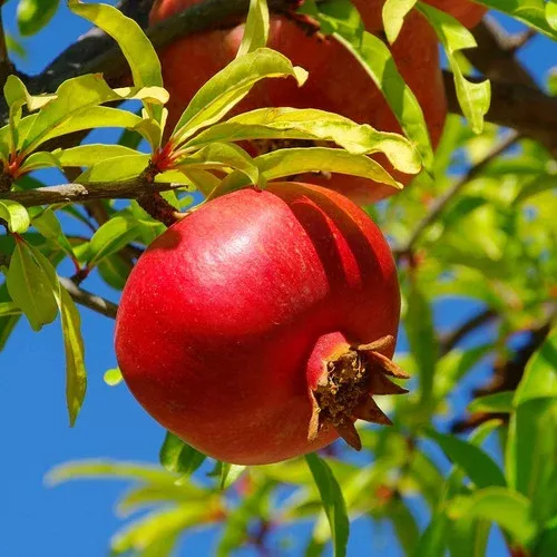 wonderful-pomegranate-tree Wonderful Pomegranate Tree