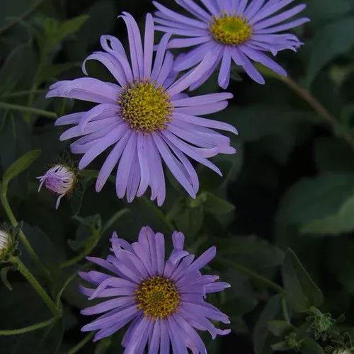 wood-s-blue-aster Wood's Blue Aster