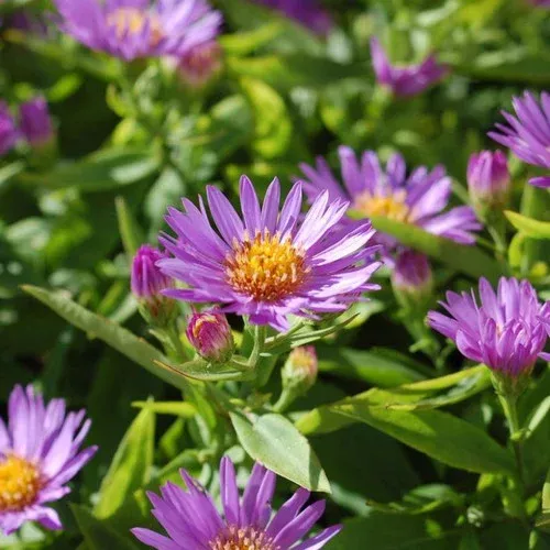 wood-s-purple-aster Wood's Purple Aster