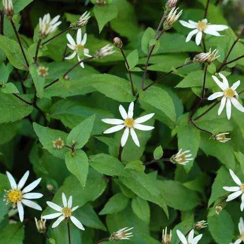 woodland-aster Woodland Aster