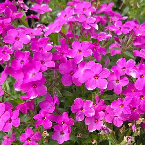 woodlander-pink-phlox Woodlander Pink Phlox