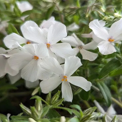 woodlander-white-phlox Woodlander White Phlox
