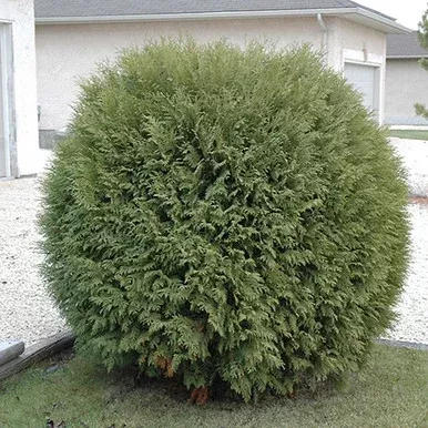 Woodwardii Cedar