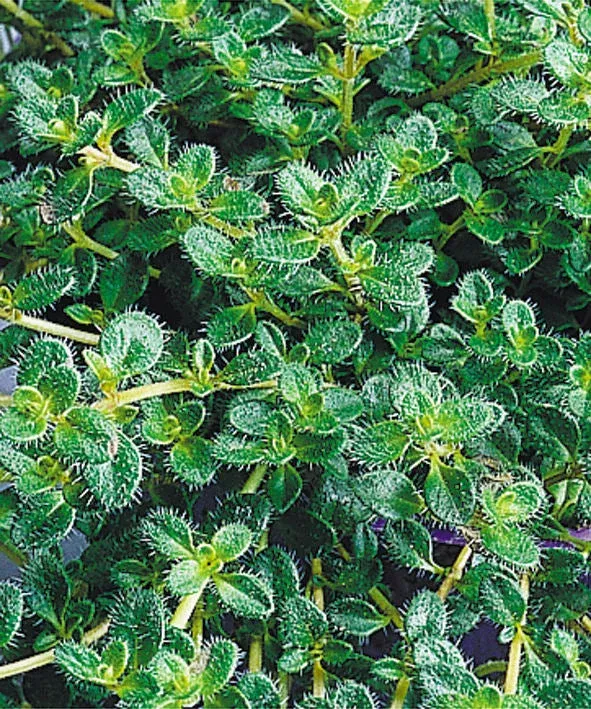 woolly-thyme-n-c-thymus-pseudo-wooly-1-gallon Woolly Thyme (N&C THYMUS PSEUDO. WOOLY) – 1 gallon
