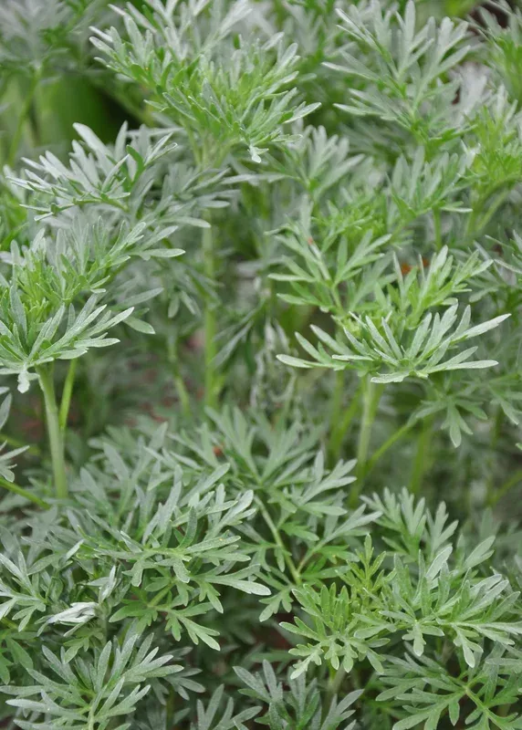 wormwood-artemisia-absinthium Wormwood (Artemisia absinthium)