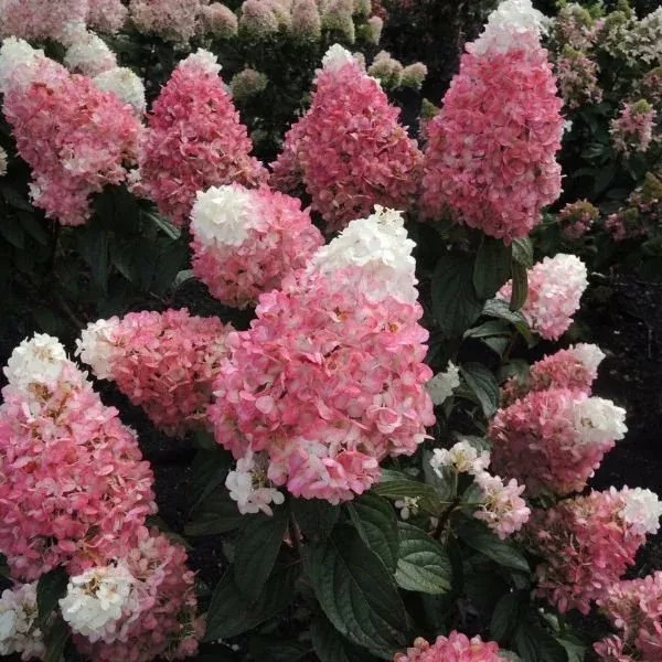 worryfree-ruby-snow-panicle-hydrangea WorryFree Ruby Snow Panicle Hydrangea