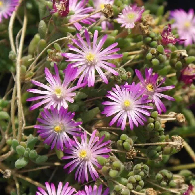 WOW Violet Wonder Ice Plant