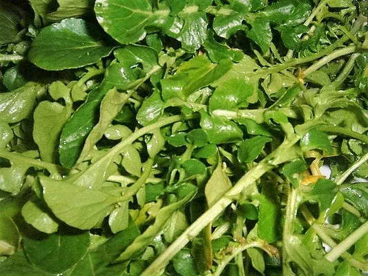 Wrinkled Crinkled Cress (Lepidium sativum) Garden Greens Vegetable Seeds