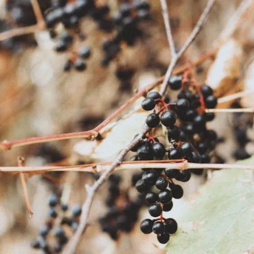 Wyldewood Elderberry