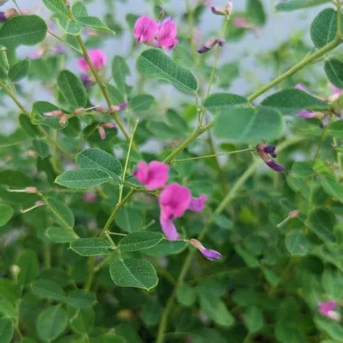 yakushima-bush-clover Yakushima Bush Clover