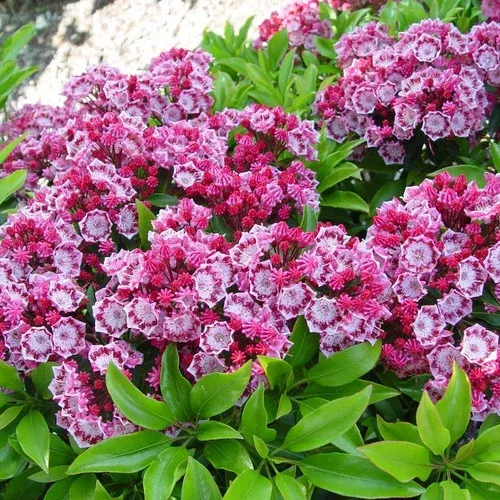 yankee-doodle-mountain-laurel Yankee Doodle Mountain Laurel