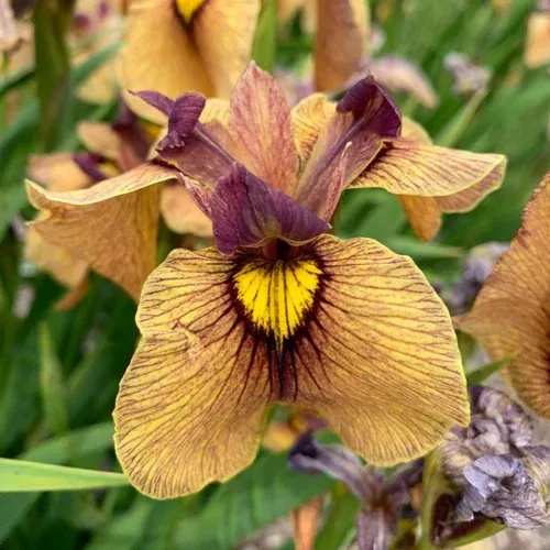yarai-pseudata-iris Yarai Pseudata Iris