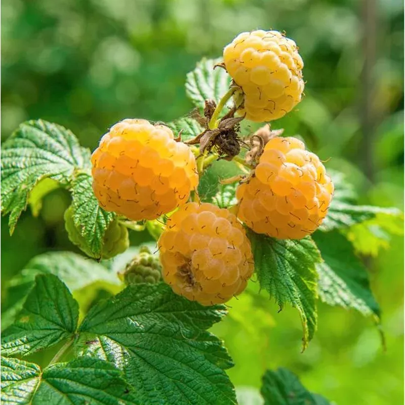 yellow-anne-raspberry-bareroot-live-plant-sweet-golden-fruit-6-8-inch-tall-outdo Yellow Anne Raspberry Bareroot Live Plant – Sweet Golden Fruit, 6-8 Inch Tall, Outdoor
