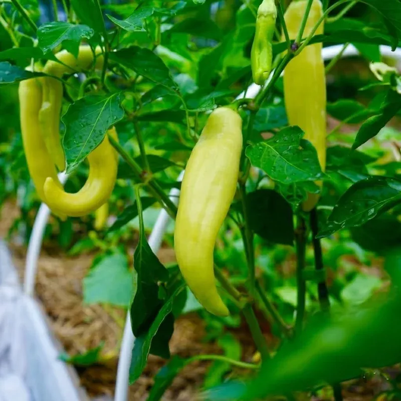 yellow-banana-pepper-plants-live-sweet-2-plants-3-6-inch-tall Yellow Banana Pepper Plants Live, Sweet, 2 Plants, 3-6 Inch Tall