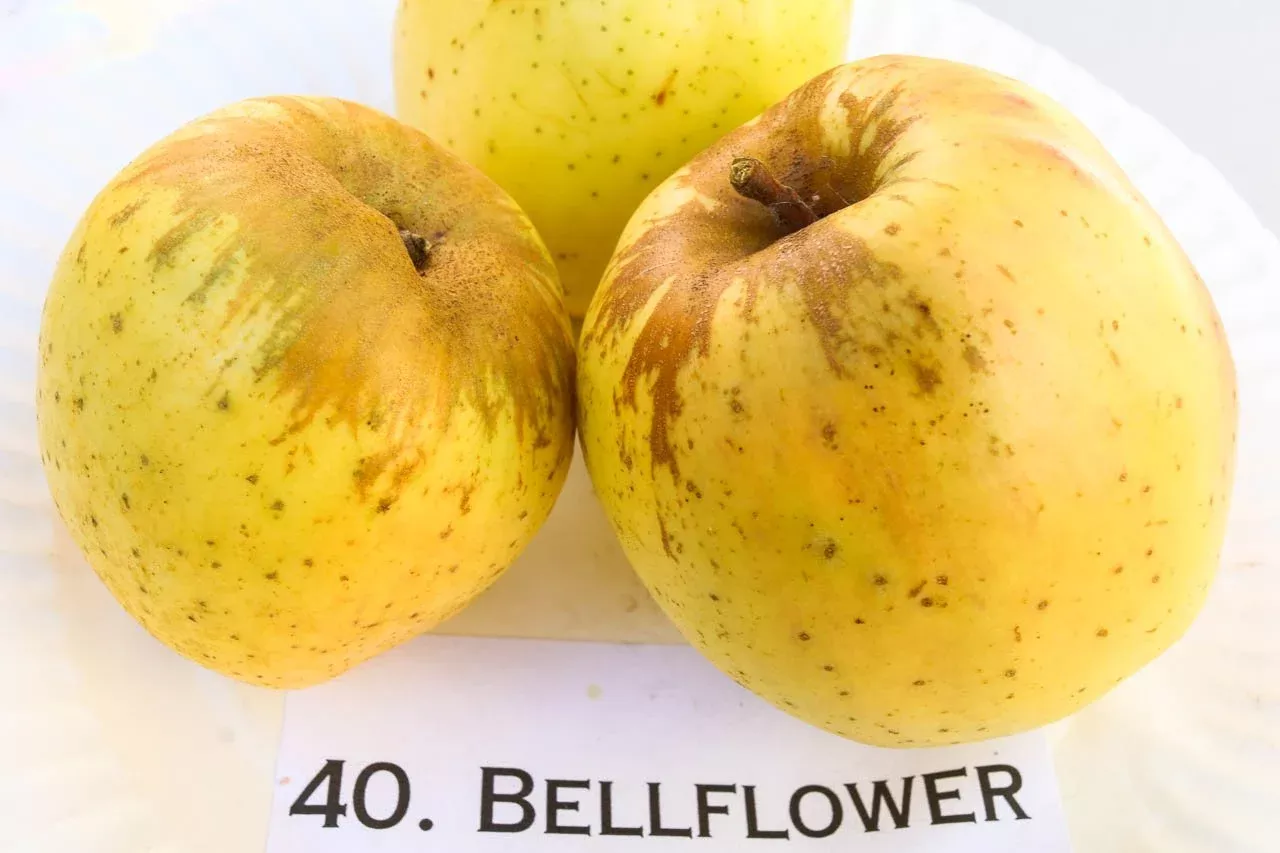 yellow-bellflower-apple Yellow Bellflower Apple
